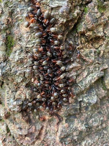 Camponotus chromaiodes photo 153