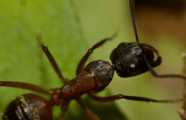 Camponotus chromaiodes photo 154
