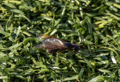 Camponotus chromaiodes photo 155