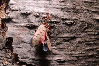 Camponotus chromaiodes photo 156