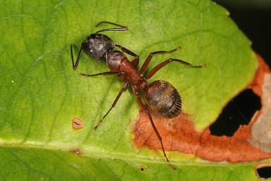 Camponotus chromaiodes photo 2