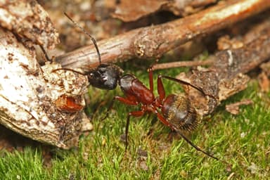 Camponotus chromaiodes photo 3