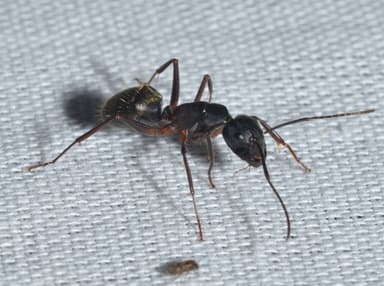 Camponotus chromaiodes photo 5