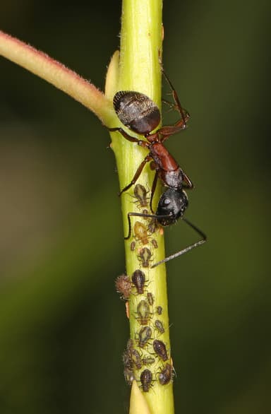 Camponotus chromaiodes photo 7