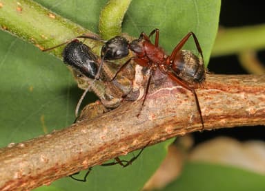 Camponotus chromaiodes photo 10