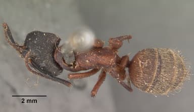 Camponotus chromaiodes — queen photo 13