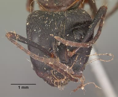 Camponotus chromaiodes — queen photo 18