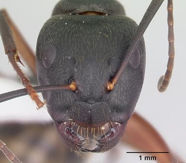 Camponotus chromaiodes — queen photo 19