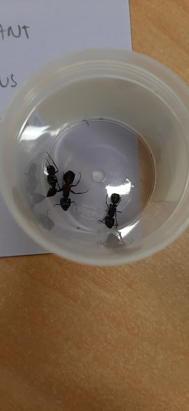 Camponotus compressus — worker photo 1