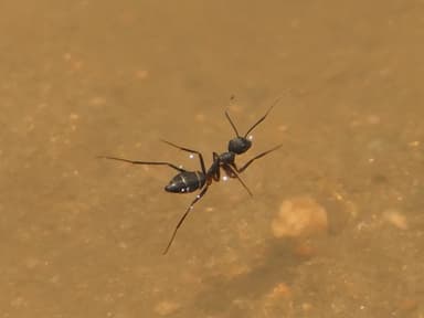 Camponotus compressus photo 2