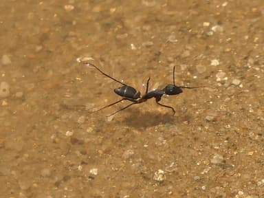 Camponotus compressus photo 3