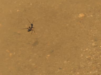 Camponotus compressus photo 4