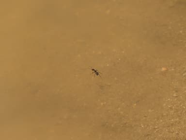 Camponotus compressus photo 6