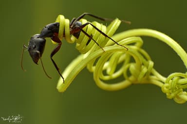 Camponotus compressus photo 7