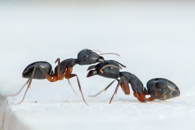 Camponotus compressus photo 8