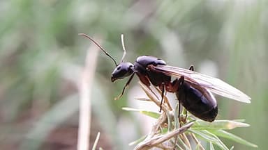 Camponotus compressus — queen photo 9