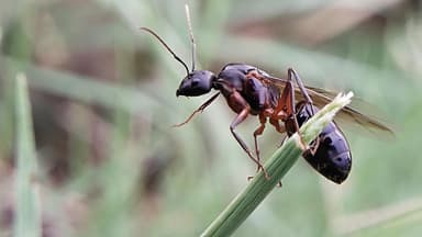 Camponotus compressus — queen photo 10