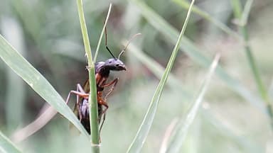 Camponotus compressus — queen photo 12