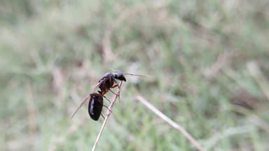 Camponotus compressus — queen photo 14