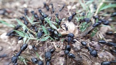 Camponotus compressus — queen photo 15