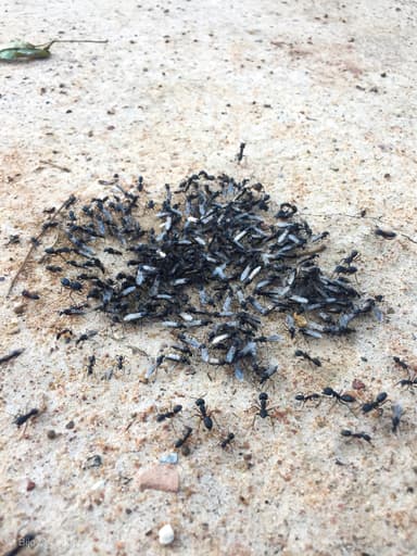 Camponotus compressus photo 16