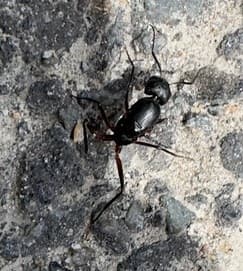 Camponotus compressus photo 17