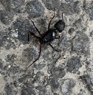 Camponotus compressus photo 18