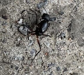Camponotus compressus photo 19