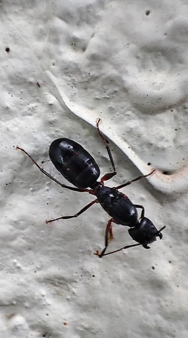Camponotus compressus photo 20