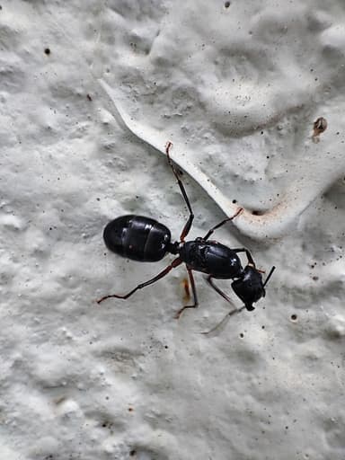 Camponotus compressus photo 21