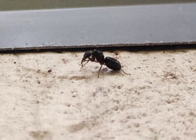 Camponotus compressus photo 22