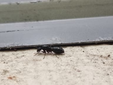 Camponotus compressus photo 23
