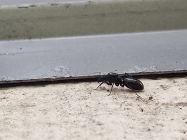 Camponotus compressus photo 24
