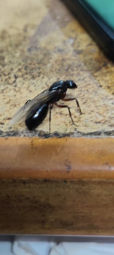 Camponotus compressus photo 25