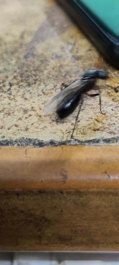 Camponotus compressus photo 26