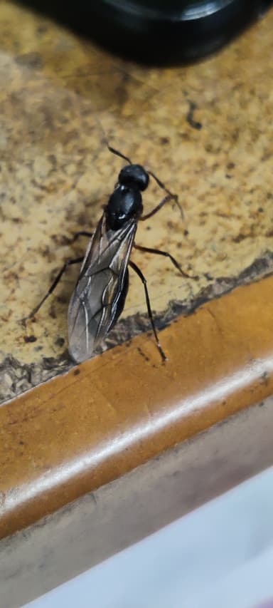 Camponotus compressus photo 27