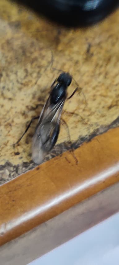 Camponotus compressus photo 28