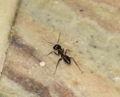Camponotus compressus photo 29