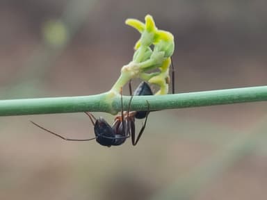Camponotus compressus photo 30