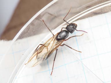 Camponotus compressus photo 31