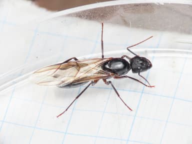 Camponotus compressus photo 32