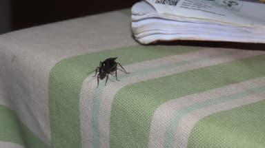 Camponotus compressus photo 35