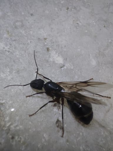 Camponotus compressus photo 36