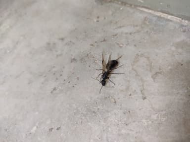 Camponotus compressus photo 37