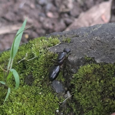 Camponotus compressus photo 38