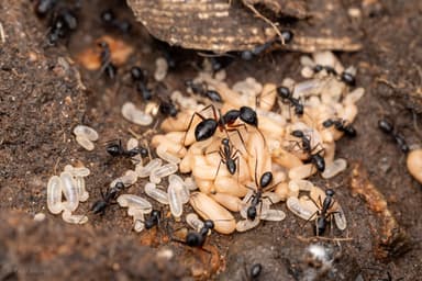 Camponotus compressus photo 40