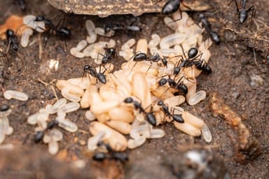 Camponotus compressus photo 41