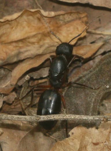 Camponotus compressus photo 43