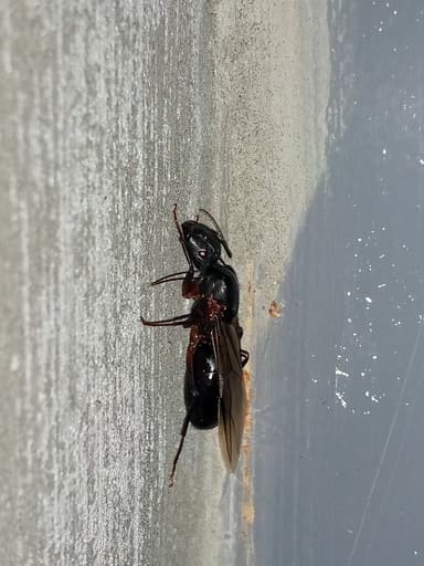 Camponotus compressus photo 44