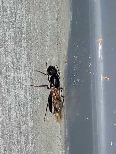Camponotus compressus photo 45